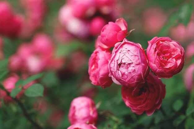 Delicate flowering shrub with roses and wild rose