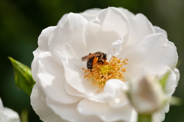 Delicate flowering shrub with roses and wild rose