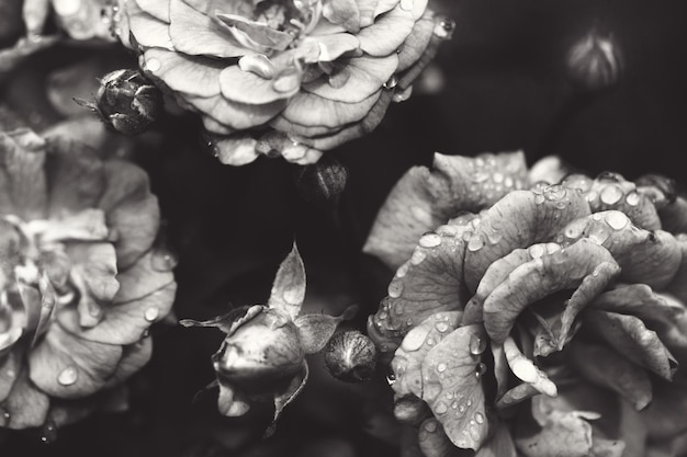 Delicate flowering shrub with roses and wild rose