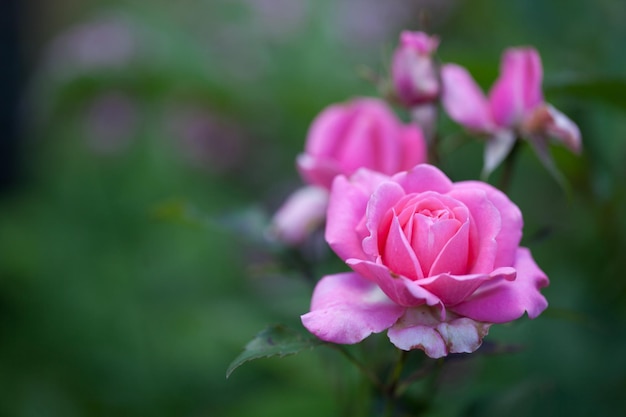 Delicate flowering shrub with roses and wild rose