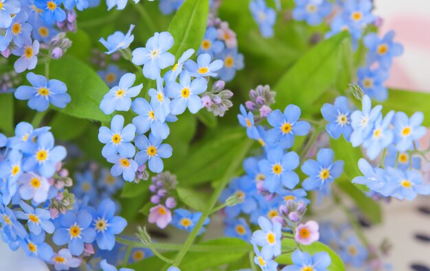 delicate flowers forget-me-not