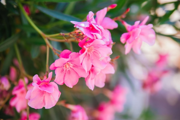 Delicate flowers of pink oleander Nerium oleander bloomed in summer Shrub small tree garden plant Natural beautiful background