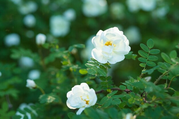 Delicate flowers of white roses on the branches of a bush on the blurry background on sunny dayWhite flowers on green bush