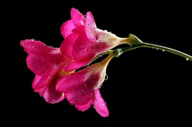 Delicate freesia flower on black background