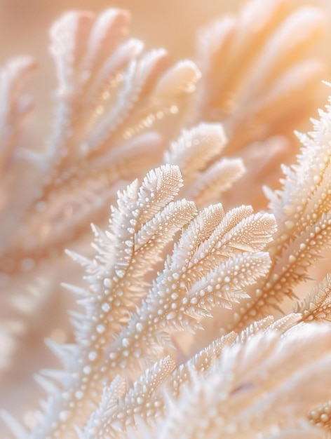 Delicate FrostCovered Ferns in Soft Morning Light