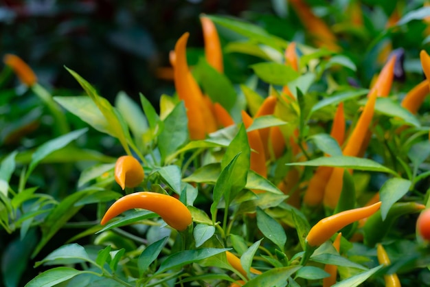 Delicate hot yellow peppers in the garden