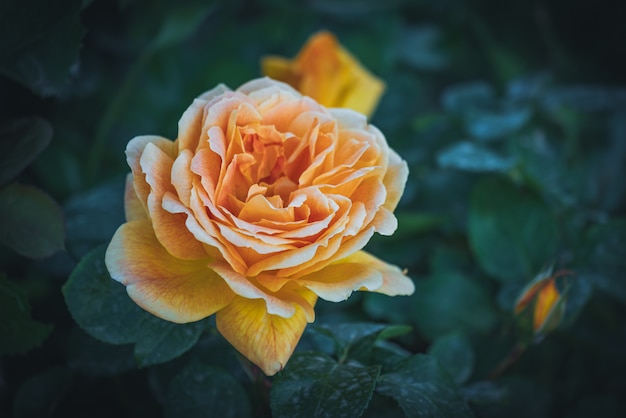 Delicate Hybrid tea rose with apricot color petals