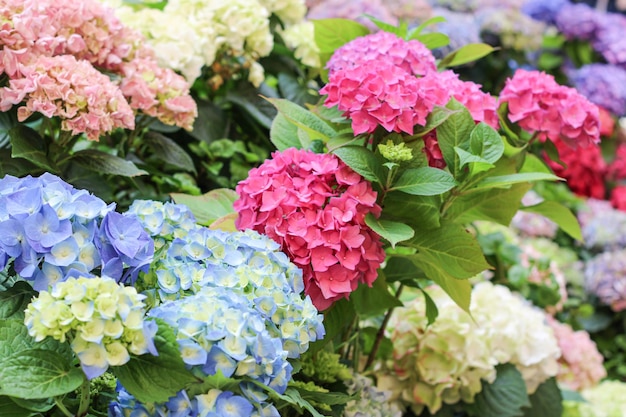 Delicate hydrangea flowers Many colors