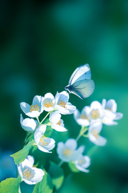 Delicate jasmine flowers and butterfly in spring garden