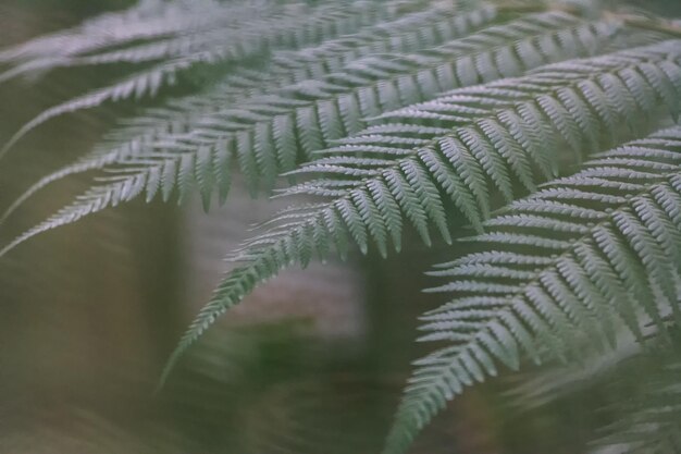 Photo delicate lacy fern frond closeup in soft green with a bokeh background