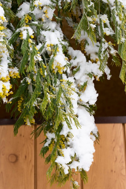 Delicate mimosa flowers on a bush covered with melting snow after a snowfall