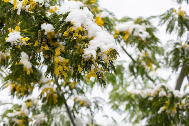 Delicate mimosa flowers on a bush covered with melting snow after a snowfall