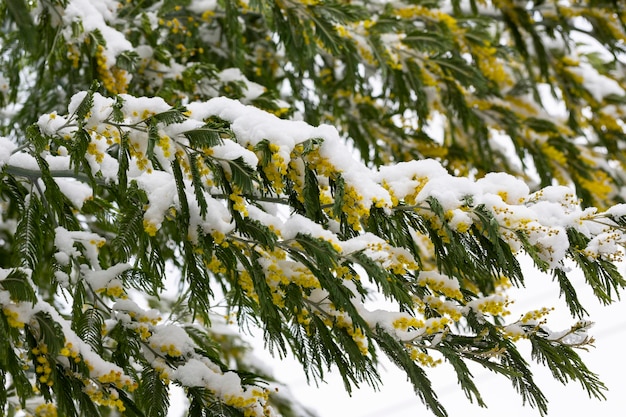 Delicate mimosa flowers on a bush covered with melting snow after a snowfall