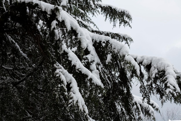 Delicate mimosa flowers on a bush covered with melting snow after a snowfall