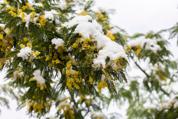 Delicate mimosa flowers on a bush covered with melting snow after a snowfall