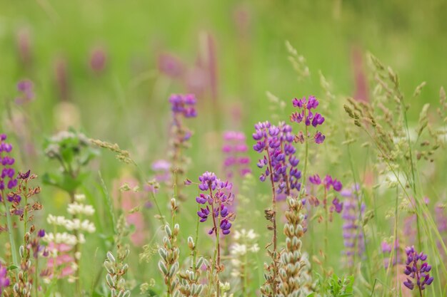 Delicate multi-colored lupins