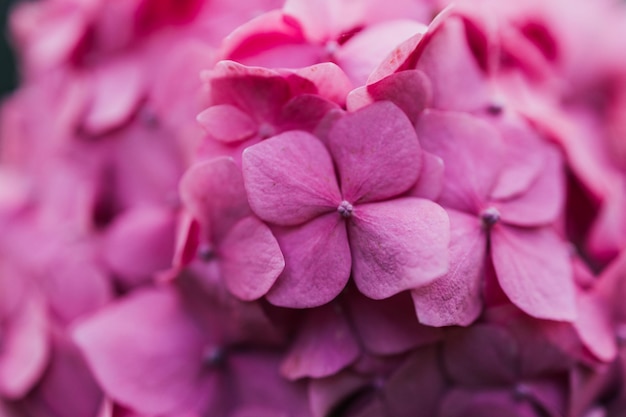 Delicate natural floral background in light pink colors Hydrangea flowers in nature closeup with soft focus