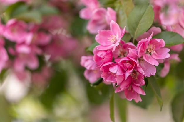 Delicate pink apple flowers Apple blossoms Spring