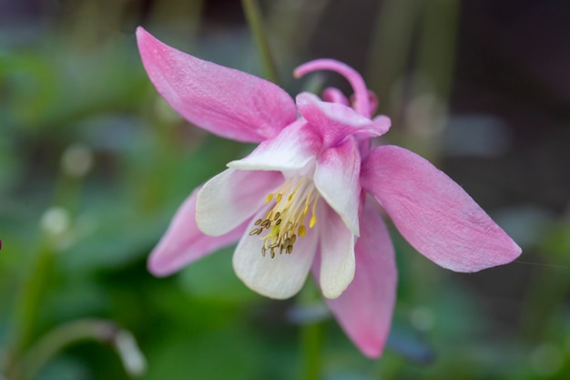 Delicate pink aquilegia on a surface of summer greenery Perennial garden plants