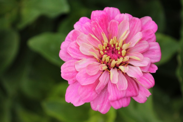 Delicate pink chrysanthemum flaunts in anticipation of rain