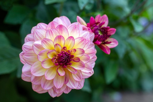 Delicate pink dahlia flower Gardening perennial flowers landscaping