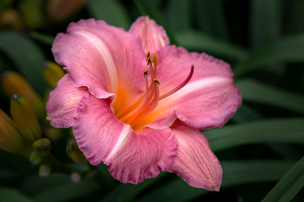 Delicate pink daylily Hemerocallis in the summer garden Gardening landscaping perennial flowers