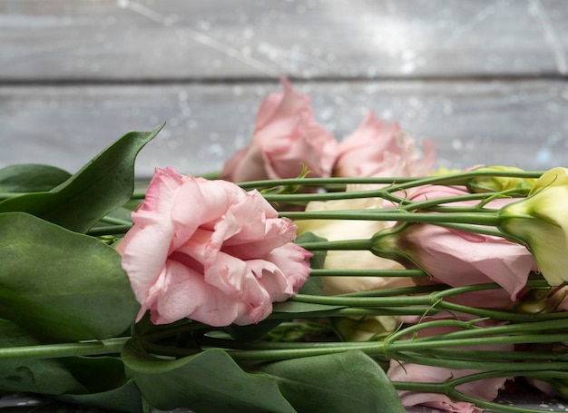 Delicate pink flowers of the eustoma or lisianthus plant on a light gray background