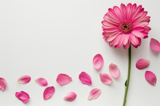 Photo delicate pink gerbera daisy with scattered petals on light background aesthetic floral design