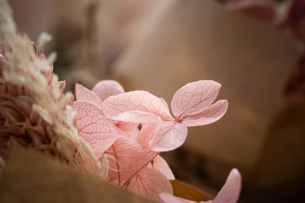 Delicate pink hydrangea flowers up close