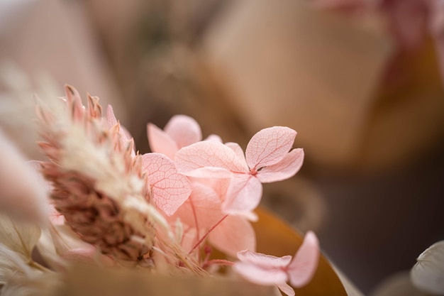 Delicate pink hydrangea flowers up close