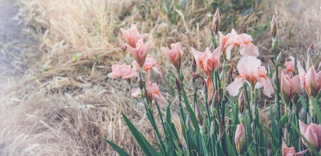 Delicate pink iris flowers