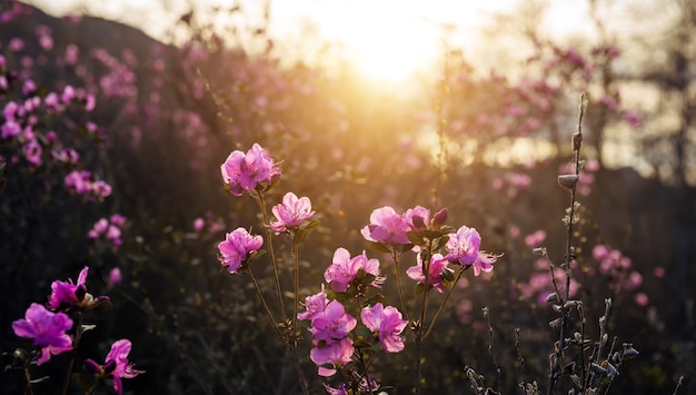 Delicate pink rhododendron flowers in the sunlight, blurred background, close-up. Sunset or sunrise in blooming garden. Maralnik bushes in the Altai mountains in early spring.