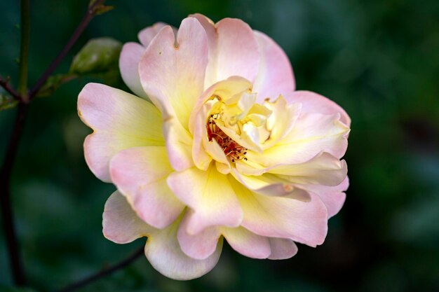 Delicate pink rose on a background of summer greenery the Rose Floriculture perennial flowers