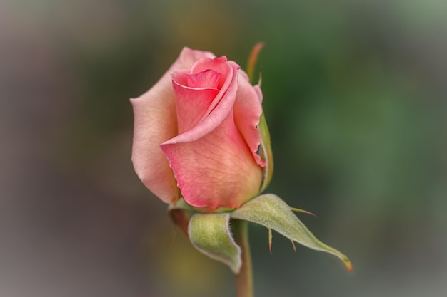 Delicate pink rose on a natural background Floriculture perennial garden plants