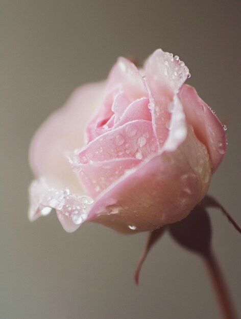 Photo delicate pink rose with water droplets natures beauty and elegance