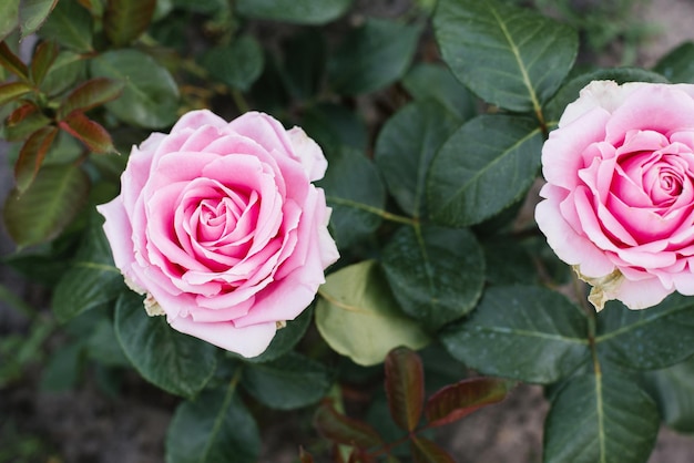 Delicate pink roses in the garden in summer