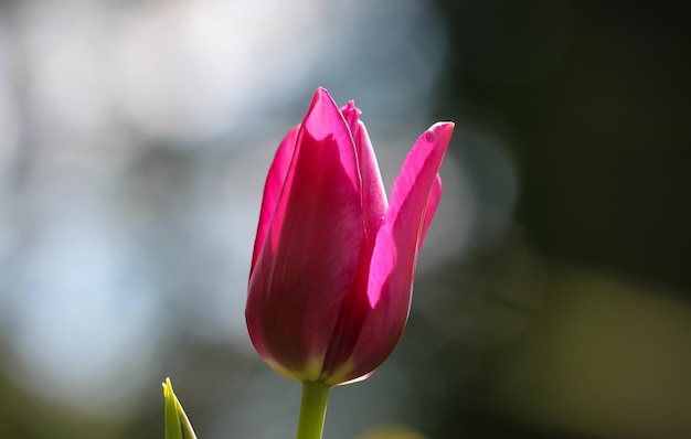 delicate pink tulips on a natural blurry grey background selective soft fo