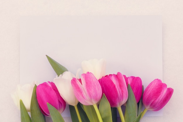 Delicate pink and white tulips on a light background