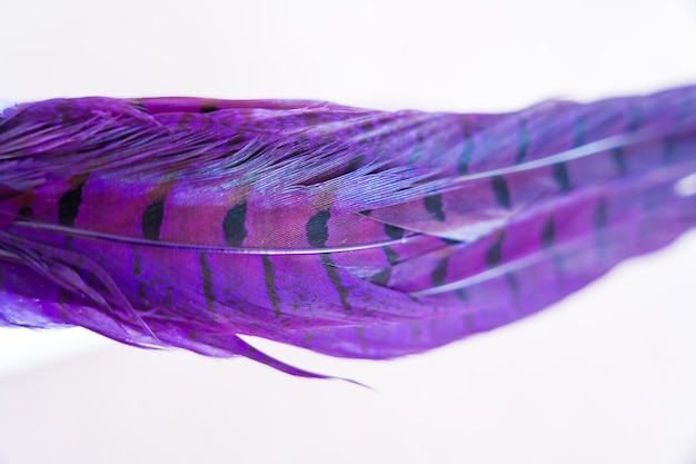 Photo delicate purple feathers on a white background