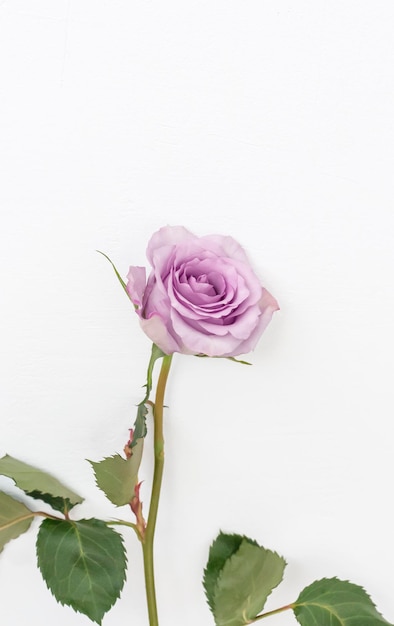 Delicate purple rose flower on a white background with a copy of the space