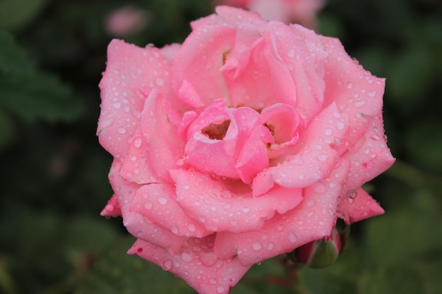 Delicate romantic rose strewn with dew drops