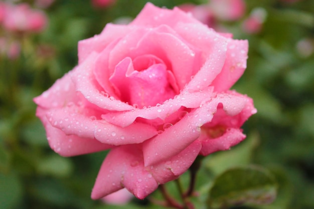 Delicate rose bathes in the evening dew