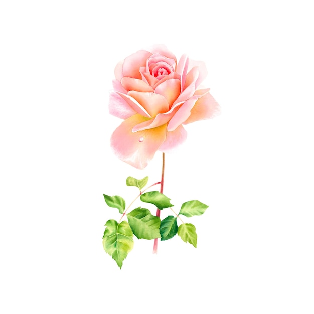 Delicate Rose Botanical Illustration on Isolated Background Watercolor Home Decoration