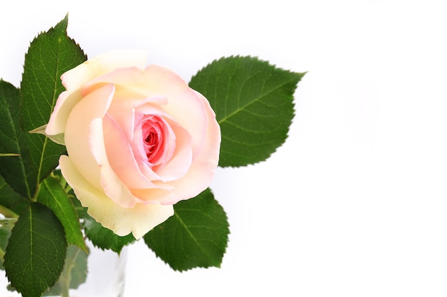 Delicate rose on a light background