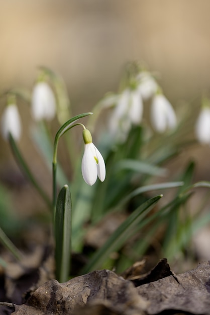 Delicate snowdrop flowers in a spring forest