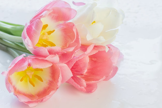 Delicate soft pastel background with pink tulips close up