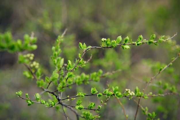 Delicate spring greens, blurred background, soft selective focus. Branches of shrub with young green leaves. Natural plant background.