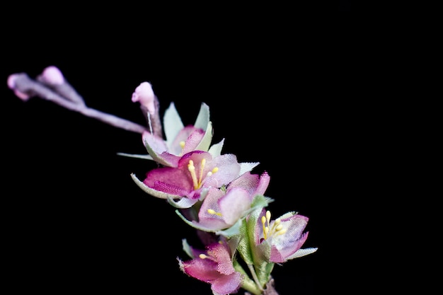 Delicate spring pink sakura flowers isolated on a black background. Artificial silk flowers