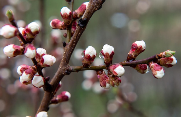 Delicate sweet spring blossoming cherry or peach buds in closeup