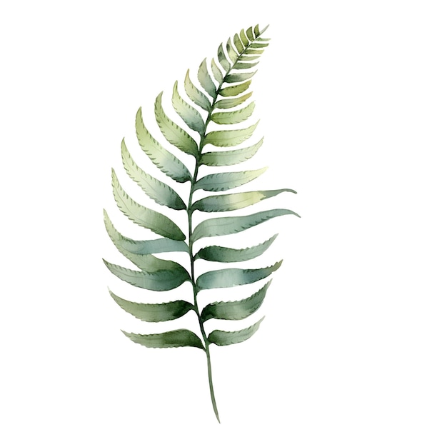 Delicate Watercolor of Unfurling Fern Fronds on White Background